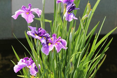 irises  flowers  summer flowers