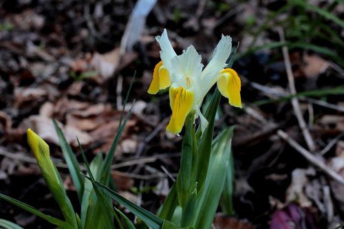 irises  yellow  white