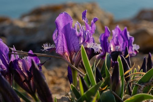 irises  lilac flowers  spring flowers