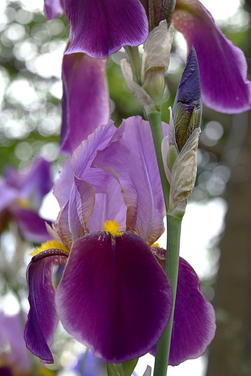 irises  flowers  purple