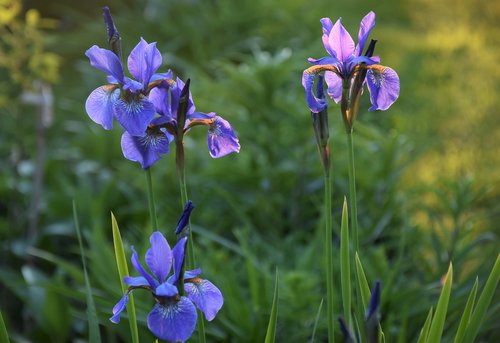 irises  garden  flower