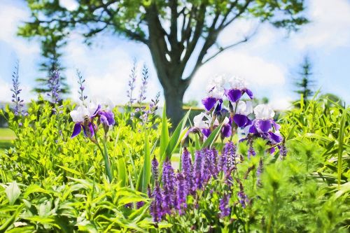 irises garden summer