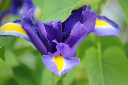 irises iris flower plant