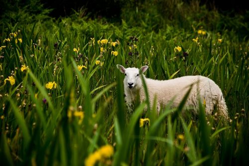 irish lamb landscape