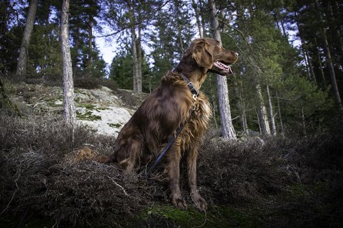 irish setter  dog  animals