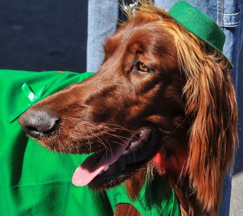 irish setter dogs dog breeds