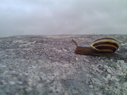 irish snail snail nature