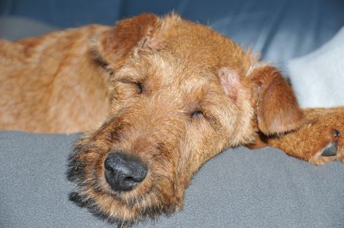 irish terrier dog sleeping