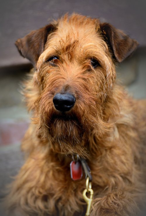 irish terrier  terrier  dog