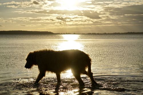irish wolfhound beach sunset