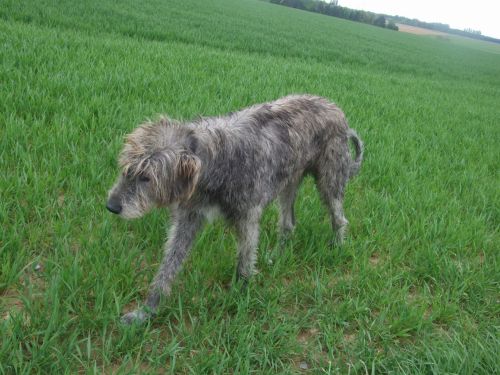 Irish Wolfhound