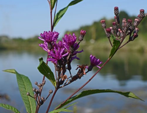 ironweed flower blossom