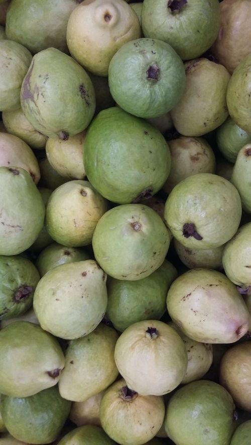 irrigated fruitculture guava sertão nordestino
