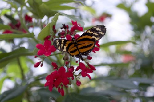 isabella's eueides butterfly orange