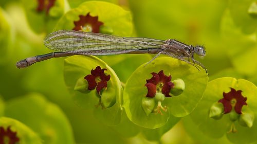 ischnura elegans dragonfly palisades spurge