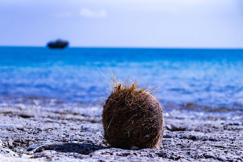 ishigaki  okinawa  coconut