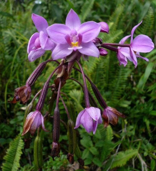 island martinique wild orchid