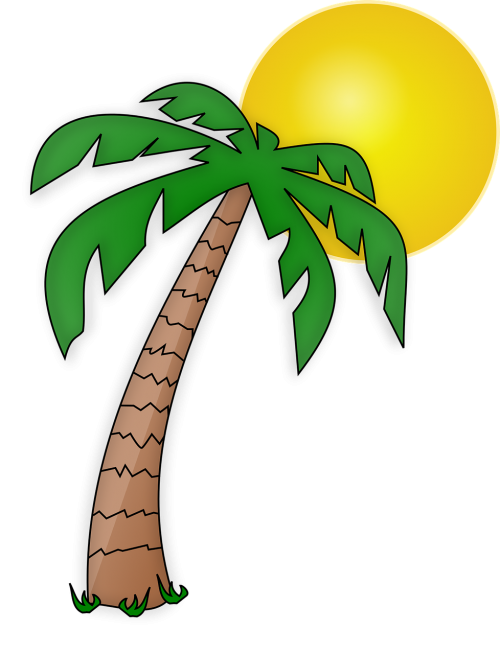 island palmier palm tree