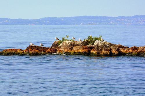 island seagulls lake