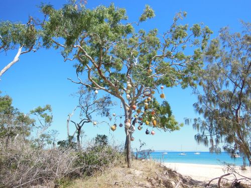 island tree tropical