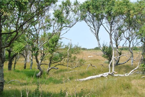 island trees  nature  landscape