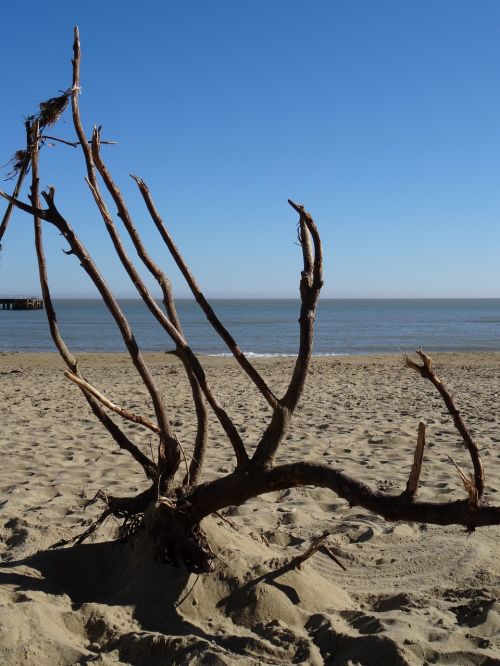 isle of wight sandown beach branches