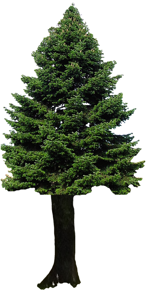 isolated fir precious wood