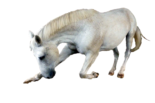 isolated horse mold