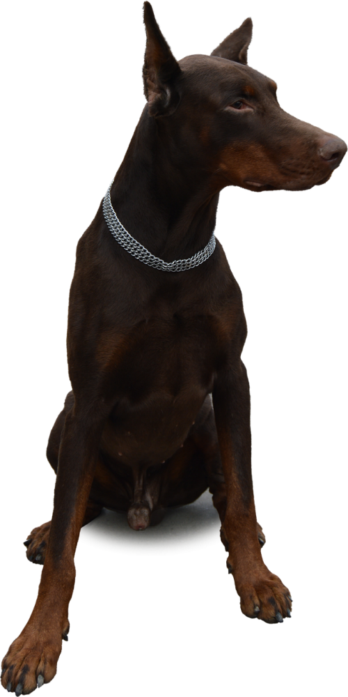 isolated dog doberman