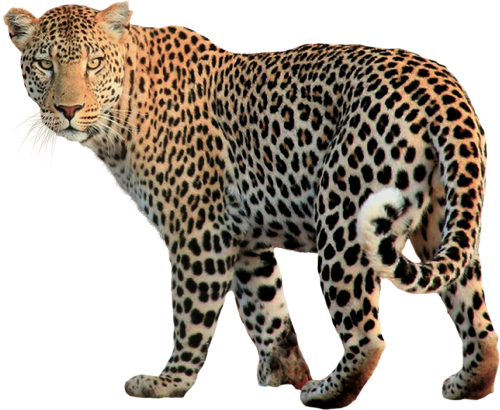 isolated animal leopard