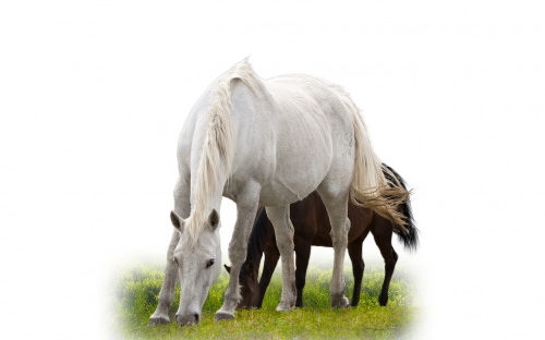 isolated horse animal