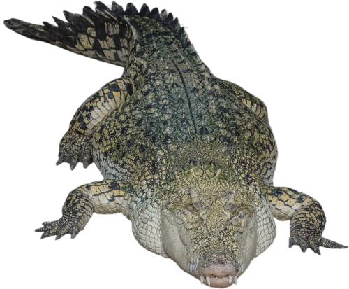 isolated crocodile alligator