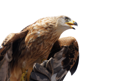 isolated golden eagle animal