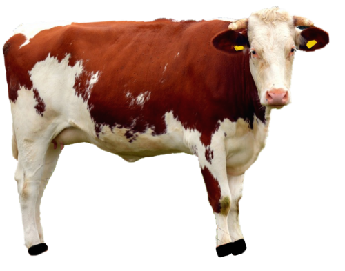 isolated cow animal