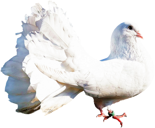 isolated white dove bird