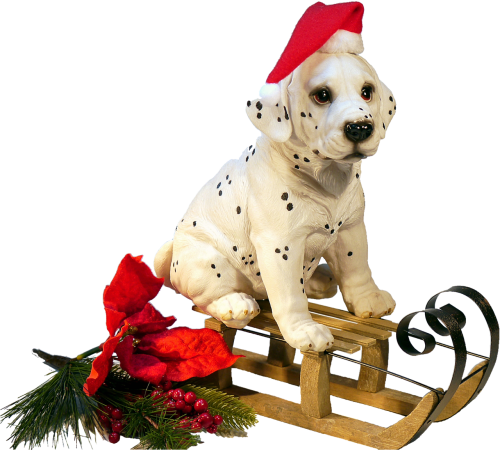 isolated dog on sledge christmas