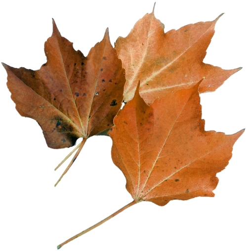 isolated maple leaf nature