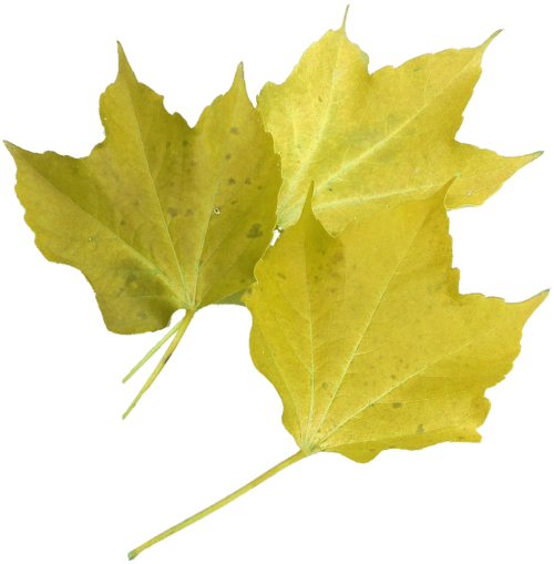 isolated yellow maple leaf nature