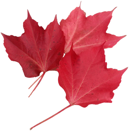 isolated red maple leaf nature