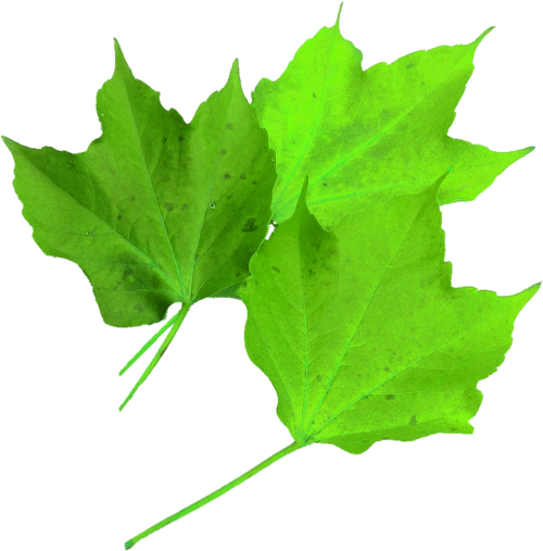 isolated maple leaf green nature