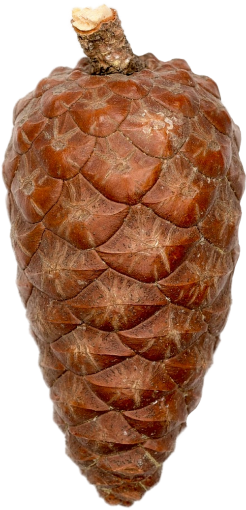 isolated pine cones nature
