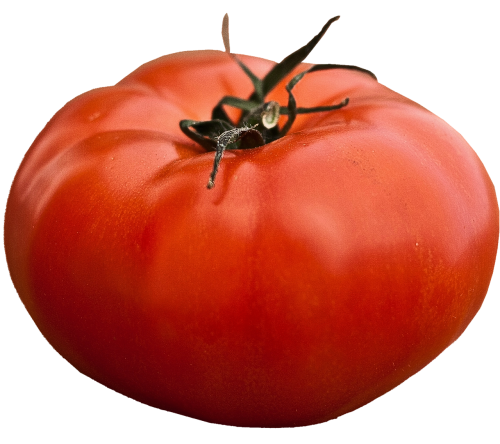 isolated beefsteak tomato vegetables