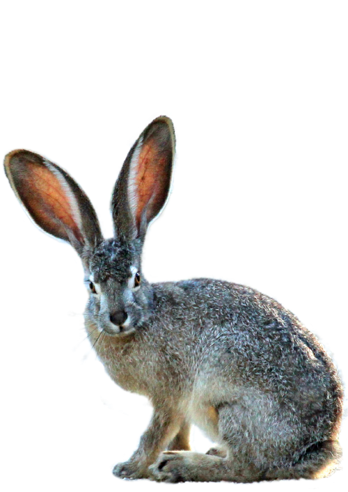 isolated hare nature