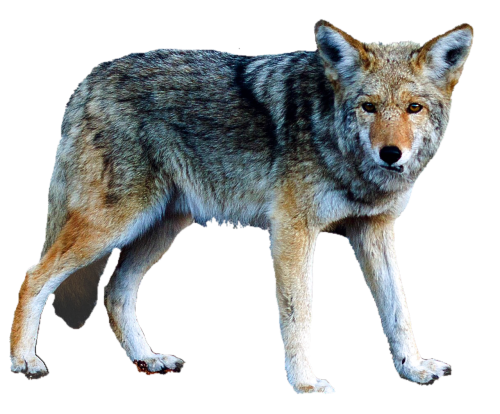 isolated wolf animal