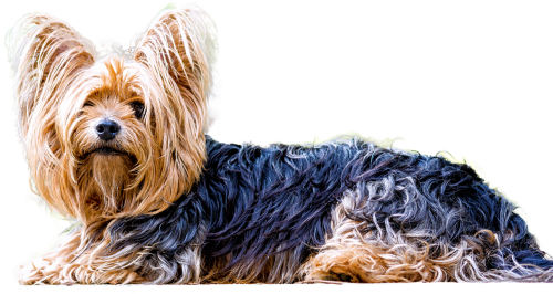 isolated yorkshire terrier dog
