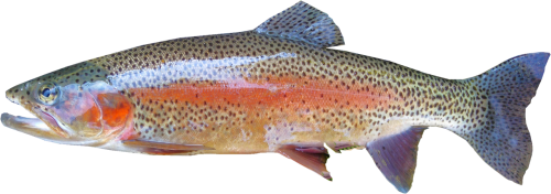 isolated rainbow trout freshwater