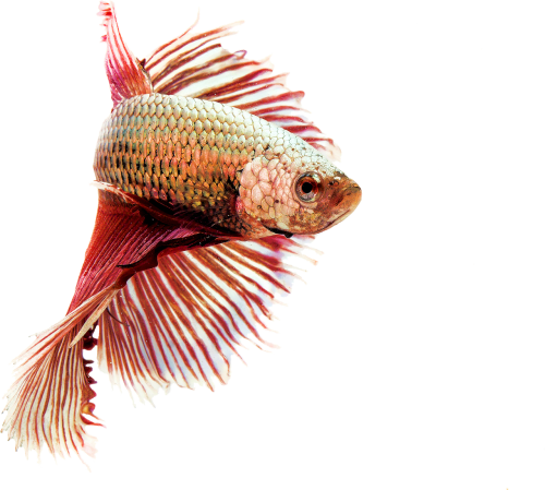 isolated fighting fish red