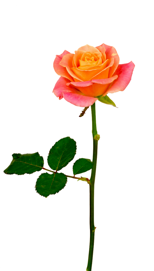 isolated rose orange