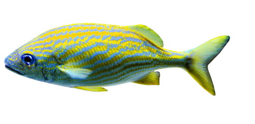 isolated aquariums fish