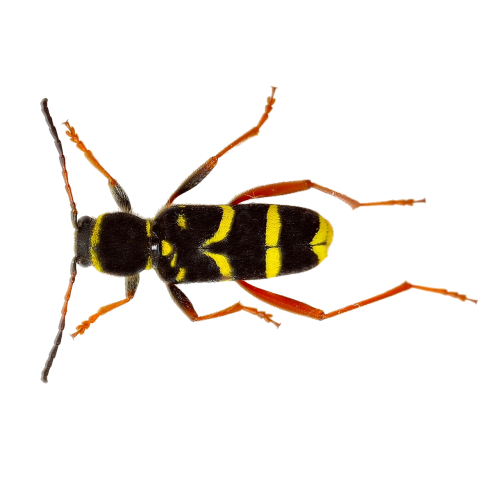 isolated wasp insect